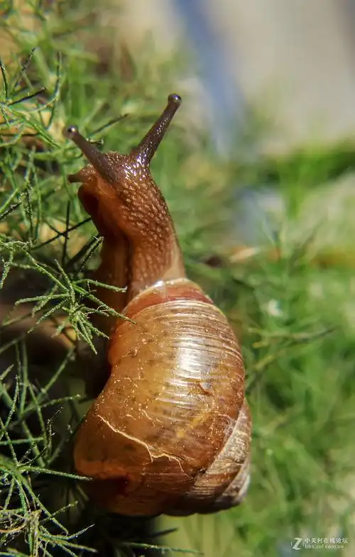 微距小蜗牛