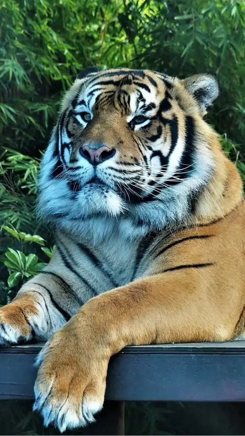 老虎休息,树木,动物园