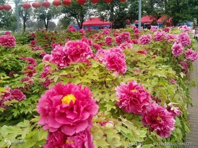 洛阳景点门票价免费政策洛阳各景区门票及优惠政策省钱攻略来袭