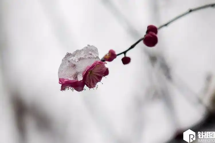 几乎每一朵梅花上都"伴着"厚厚的一层冰雪,看上去晶莹剔透,非常漂亮.