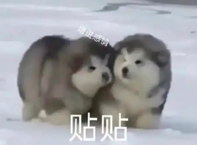 贴贴表情包 - 知乎