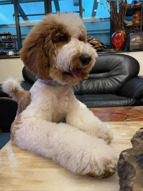 巨型贵宾犬的7大优点,怪不得养过的人,直呼"不想换狗"了!