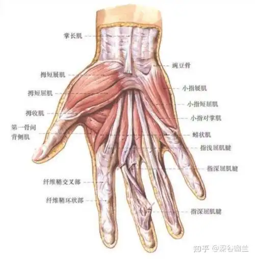 在第四,五掌骨间,有第四蚓状肌,指浅,深屈肌腱,深部为骨间肌;有指掌侧