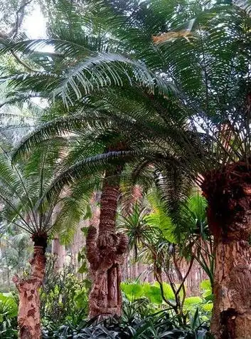 篦齿苏铁 (植物)