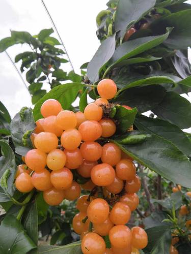 樱桃树苗四川_正宗四川土樱桃嫁接苗,自家培育,免费提供长期技术服务