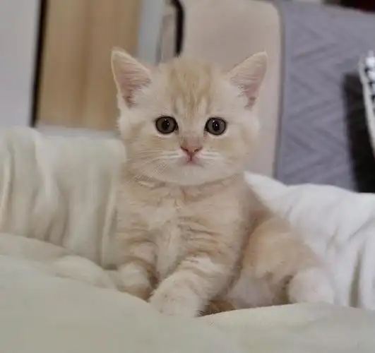 北京家养英短凯米尔色妹妹找新呢