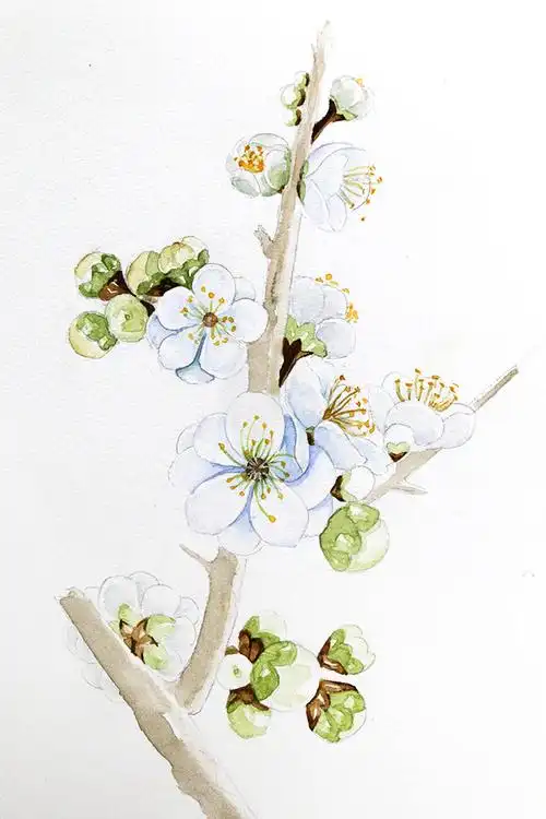水彩手绘花卉教程-梅花--爱鉴花 智能清新生活