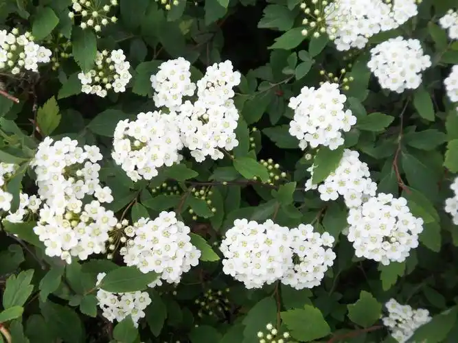 p>麻叶绣线菊(学名: i>spiraea cantoniensis /i> lour.