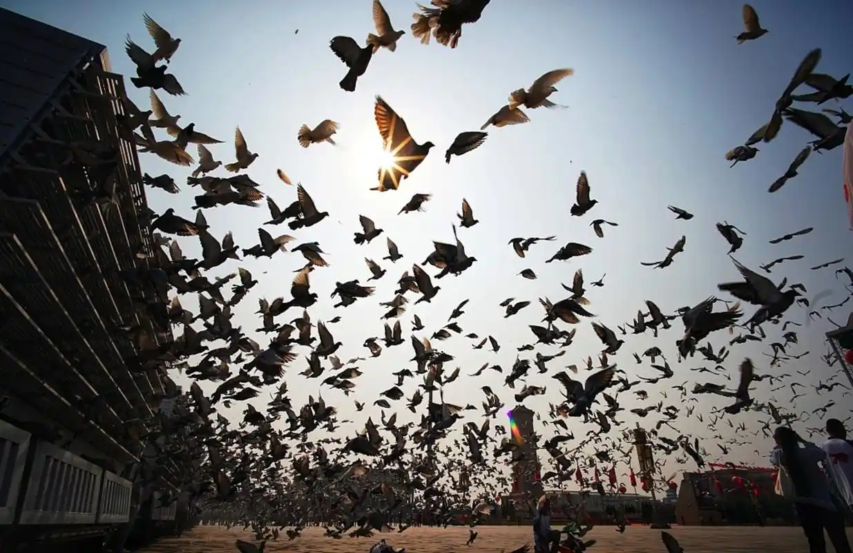 如何在天安门广场放飞上万只白鸽