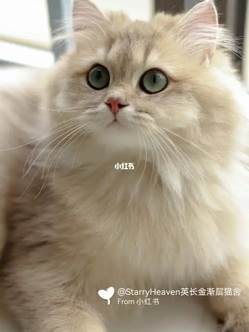 蓝金渐层长毛美美哒的娜吒