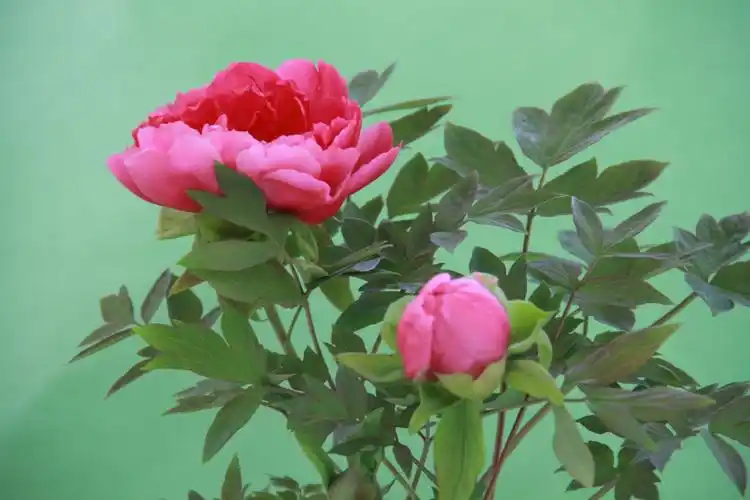 国色天香一一牡丹(2017.2.9)