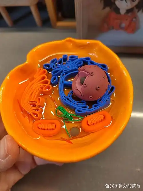 动物细胞模型出来了,这天气真的冷啊