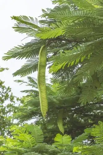 凤凰木果实 凤凰木