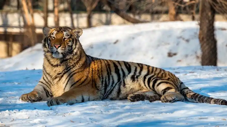 壁纸 老虎在雪地上休息,冬天 3840x2160 uhd 4k 高清壁纸, 图片, 照片