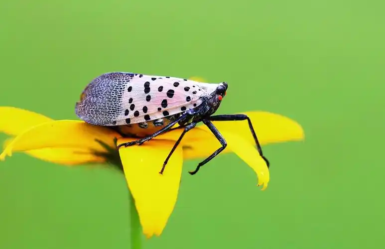 昆虫斑衣蜡蝉图片 昆虫,斑衣蜡蝉,椿皮蜡蝉,花蹦蹦,椿蹦,花媳妇