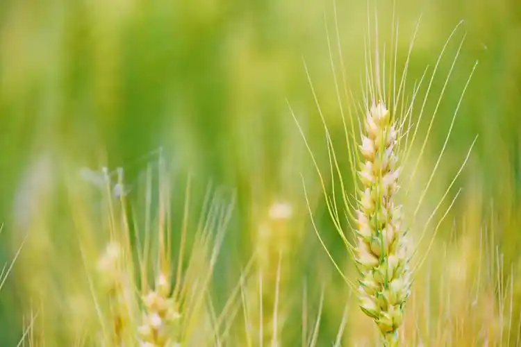 成熟的麦穗原创拍摄