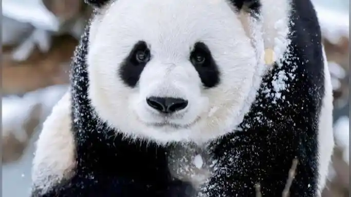 微笑脸的萌兰大美熊