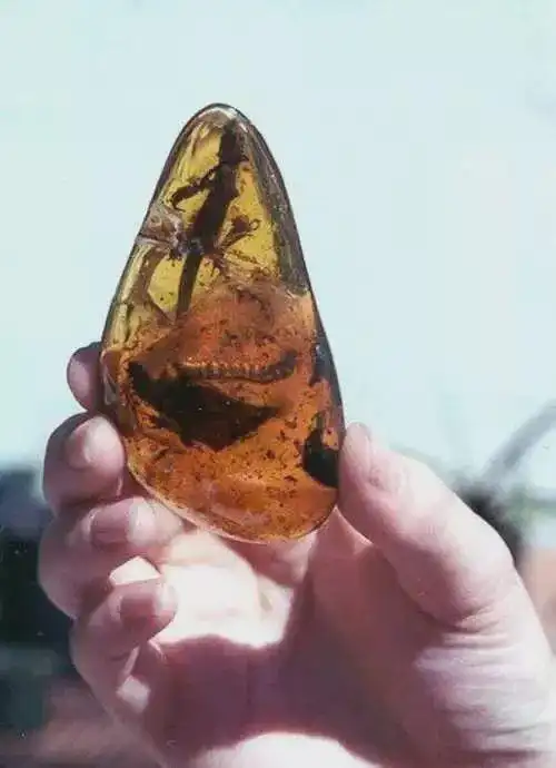 琥珀里有蜘蛛侠青蛙王子被封印神秘动物世界穿越时空来见你