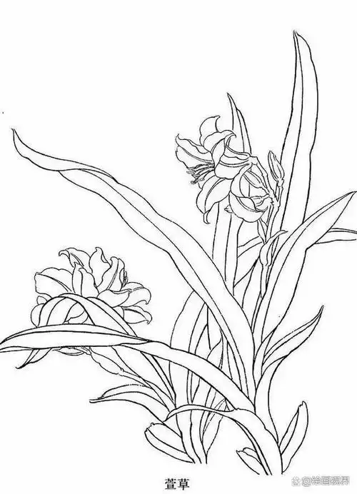 白描花卉不会造型?其实画法很简单,0基础看完一定能学会