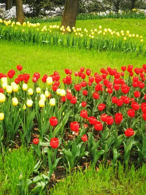 最美人间四月天一西湖春天