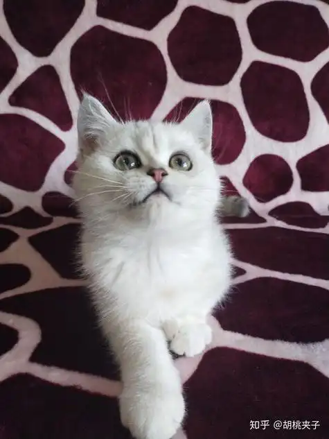 英短银点猫多少钱一只,蓝眼睛银点猫多少钱一只_竞价网