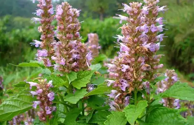 农人健康 药材功效 > 正文1,发散风寒:藿香味辛,性微温,能发散风寒,最