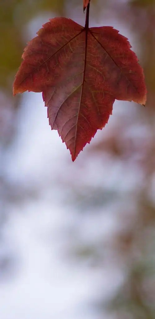红色的枫叶,高清图片,手机壁纸