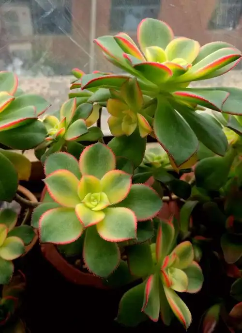 艳日辉,绿叶,黄心,红边.繁盛.