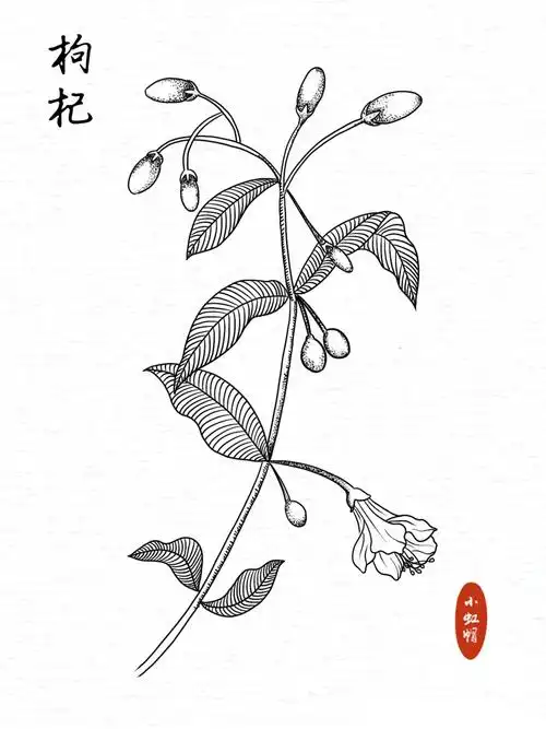 线描练习花卉线稿枸杞附过程