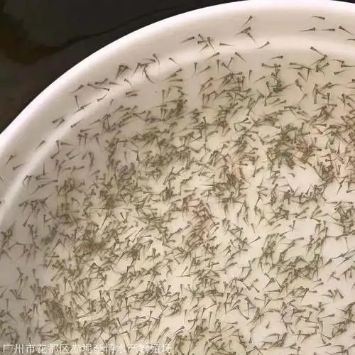 首页 产品中心将注射后的泥鳅放入水温不低于20℃的产卵池,经20个小时