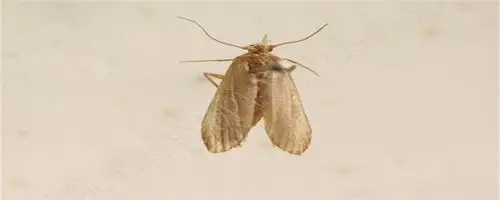 家里米蛾找不到源头怎么办