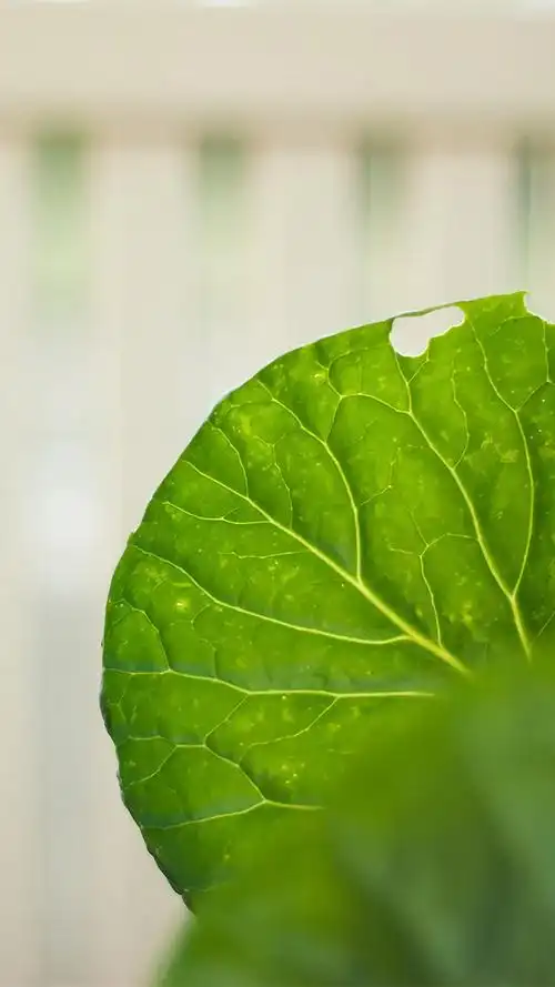 超清护眼绿色植物图片手机壁纸_植物_手机壁纸下载_美桌网