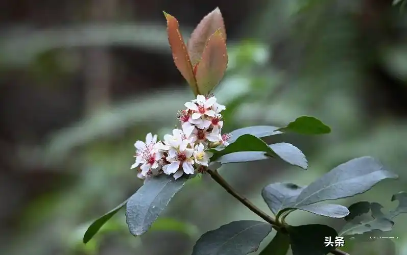 春花树花开便是春分