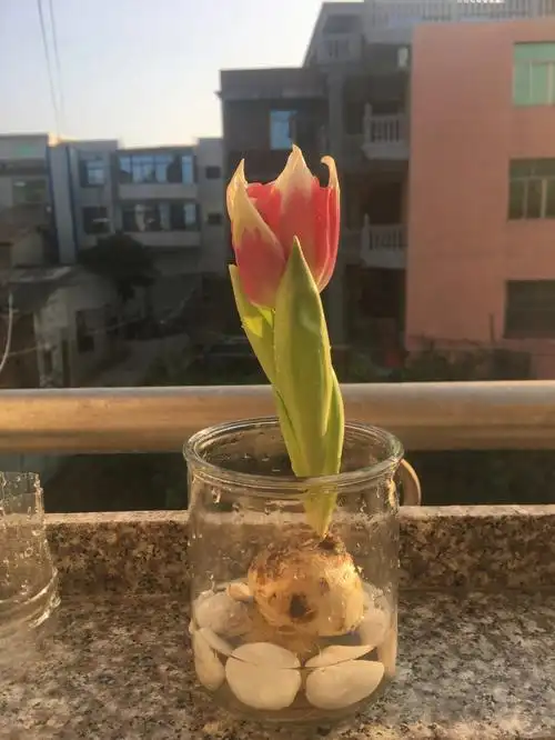 水培郁金香