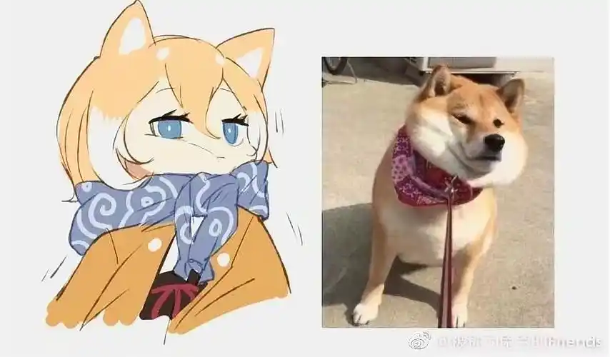 这只小柴犬你喜欢吗?