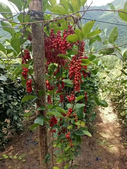 五味子苗 北五子苗 抗寒 抗旱 高产