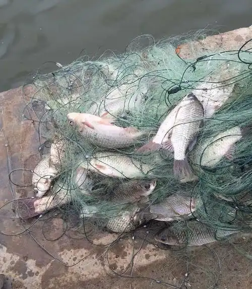 网鱼网鲫鱼网白条网三层沉网鱼挂子大鱼网单层浮网
