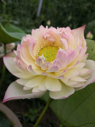 洒锦荷花的彩斑特性及起源探讨