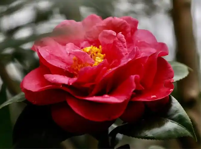 一年一度的佛山植物园山茶花(摄于2019年1月9日) 写美篇数百亩茶花在