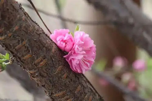 榆叶梅枝干与花特写