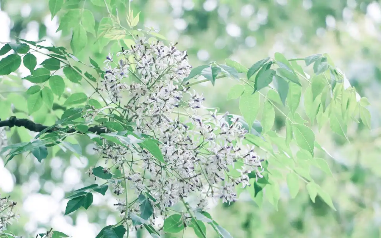 夏日小清新绿色护眼植物唯美高清桌面壁纸