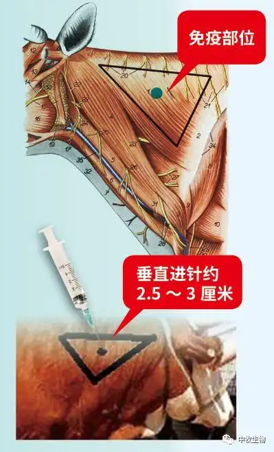 免疫部位:选取牛颈部厚肌肉区,避开血管.