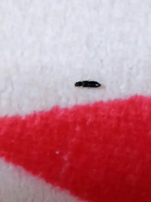 请问下这是什么虫子?有害吗?家里卧室出现好多