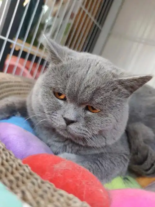 英短蓝猫的表情都这样吗