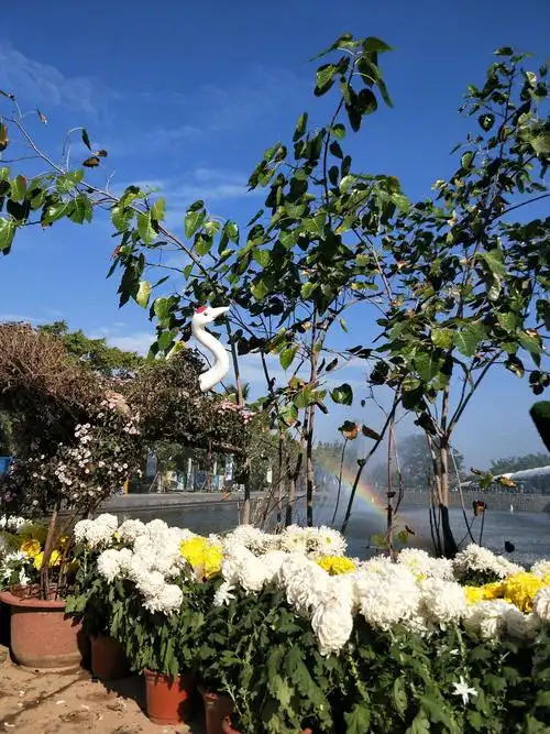 园博园美景2018.11.15日实拍图