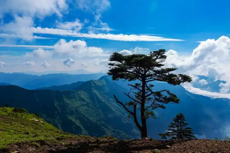 站在山上一览众山小.就连颗小松树比山高