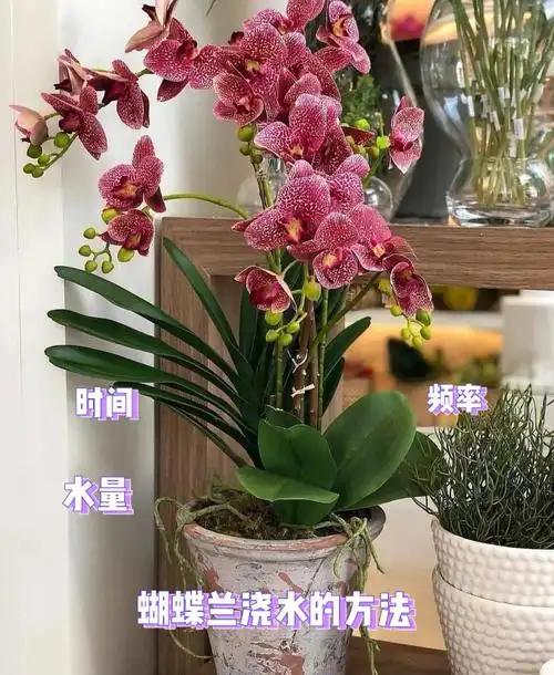 什么原因导致富贵竹的黄叶?有什么方可以让富贵竹再也不黄叶 - 篇篇花