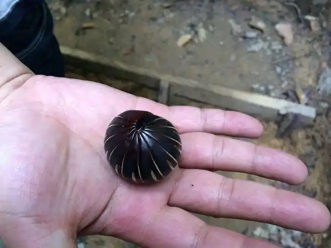 温泉公园的后山,就是一片热带雨林,什么都是xl号的,这是我们路边捡到