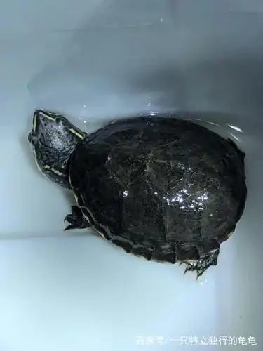 低端品种也可玩出不平凡之精品头纹麝香蛋龟