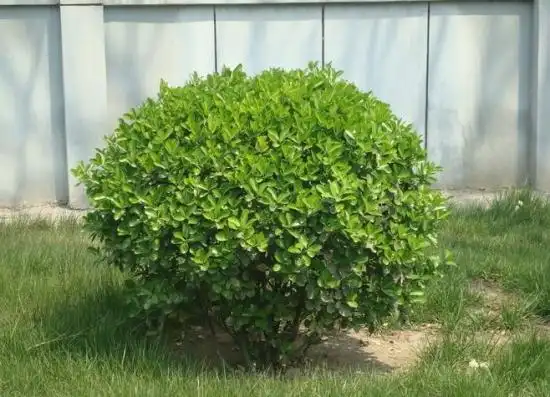 冬青树(冬青树有什么作用与功效)